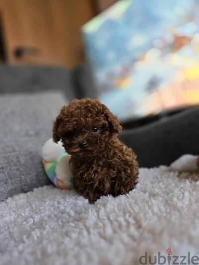 poodle puppies males & females