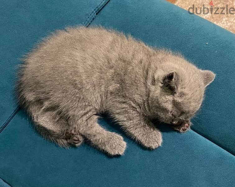 Scottish Fold kittens 60 days 1