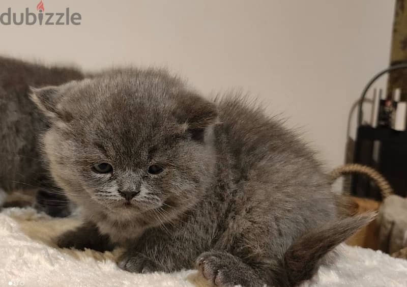 Scottish Fold kittens 60 days 2