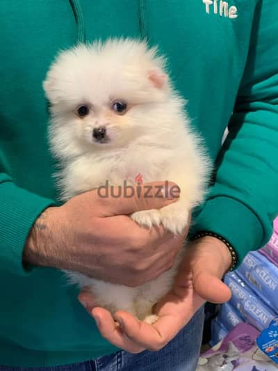 pomeranian teacup  - بومرينيان ذكور وايناث