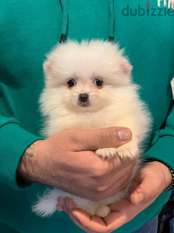 pomeranian teacup  - بومرينيان ذكور وايناث 1