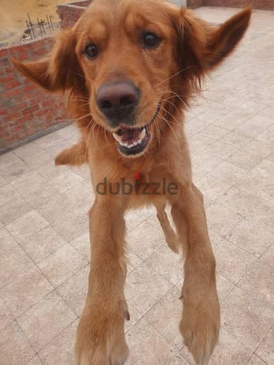 كلب golden retriever male