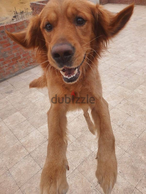 كلب golden retriever male 0