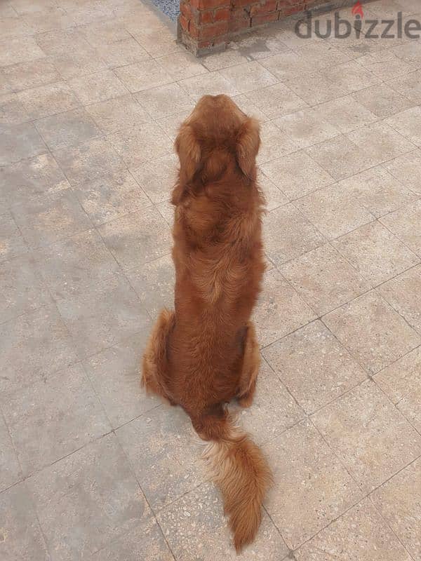 كلب golden retriever male 1