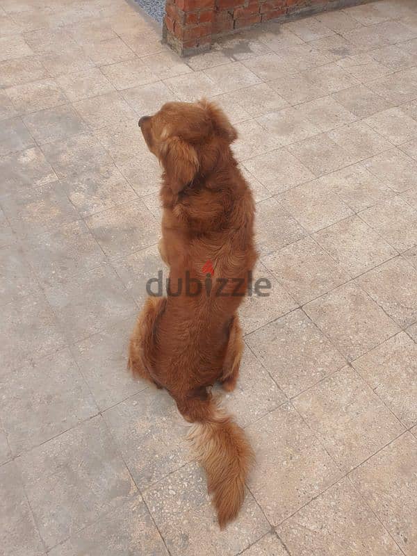 كلب golden retriever male 2