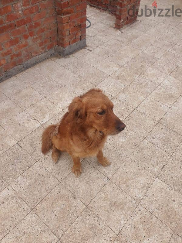 كلب golden retriever male 4