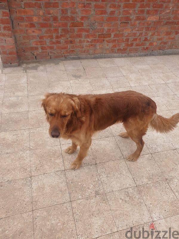 كلب golden retriever male 5