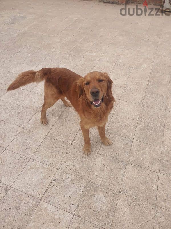 كلب golden retriever male 6