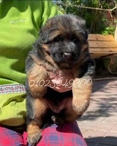 German Shepherd puppies for sale Sho lain جراء جيرمان للبيع