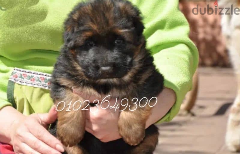 German Shepherd puppies for sale Sho lain جراء جيرمان للبيع 1