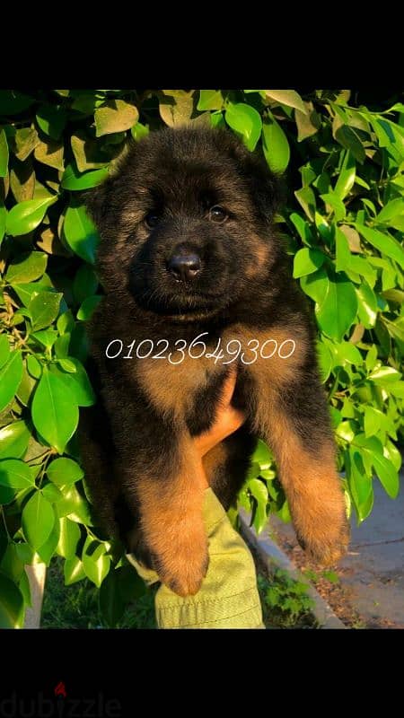 German Shepherd puppies for sale Sho lain جراء جيرمان للبيع 2