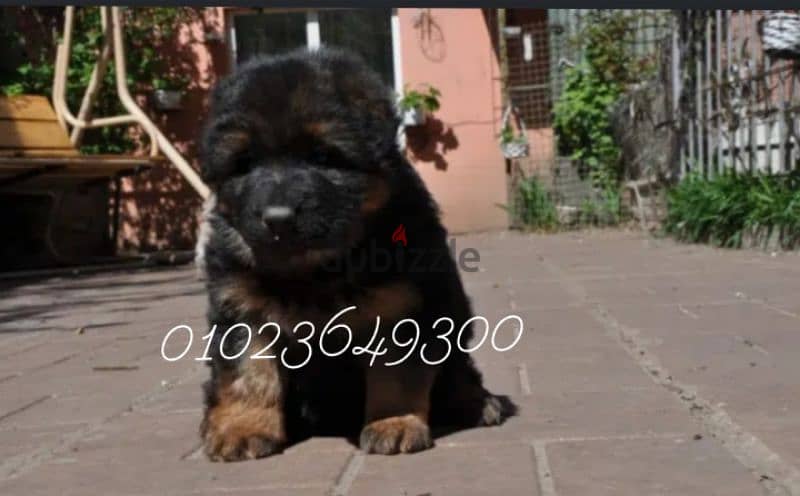 German Shepherd puppies for sale Sho lain جراء جيرمان للبيع 3