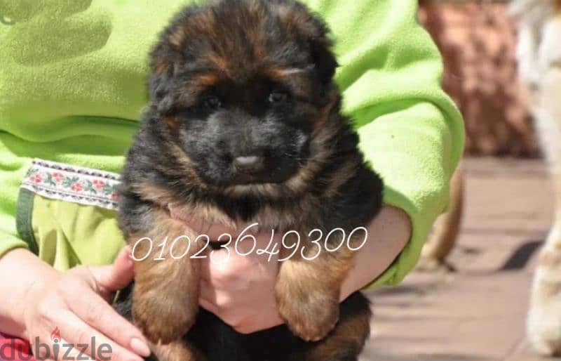 جراوي جيرمان للبيع German Shepherd puppies for sale Sho lain 1