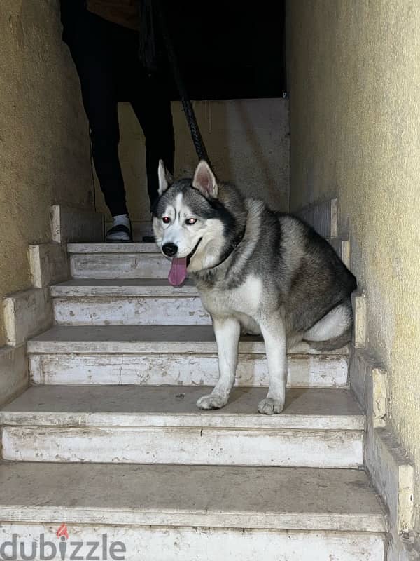 alaskan malamute 3