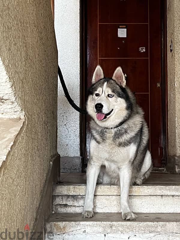 alaskan malamute 4