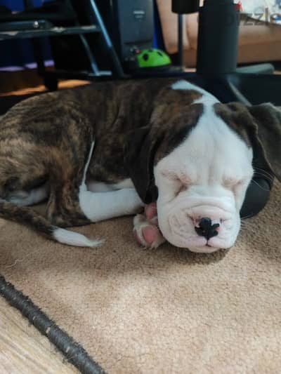 Boxer puppy