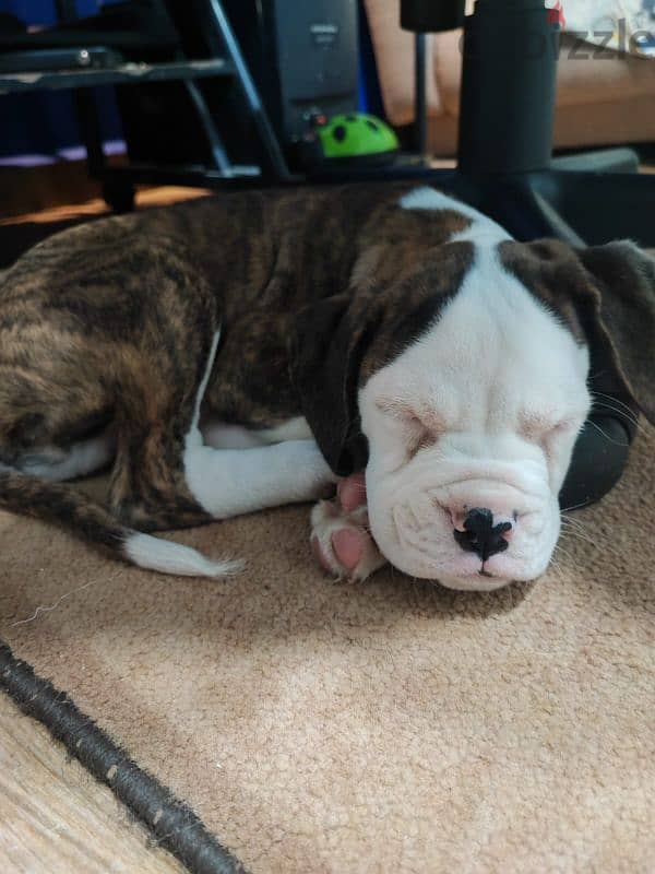 Boxer puppy 0