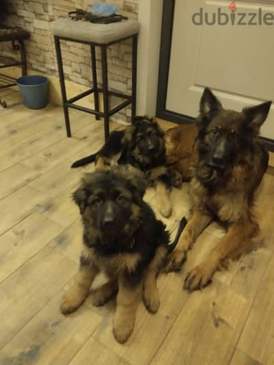 Longhaired German shepherd puppies boys from Russia