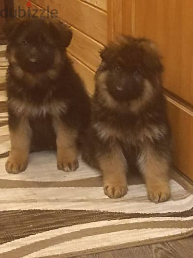 long haired German shepherd boys from Russia