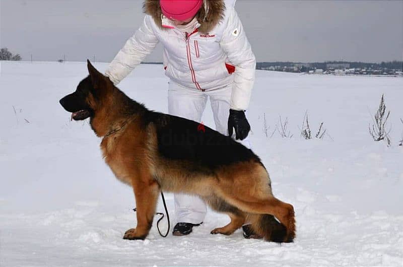 long haired German shepherd boys from Russia 2