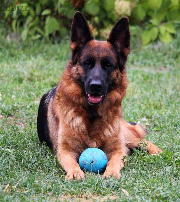 long haired German shepherd boys from Russia 4