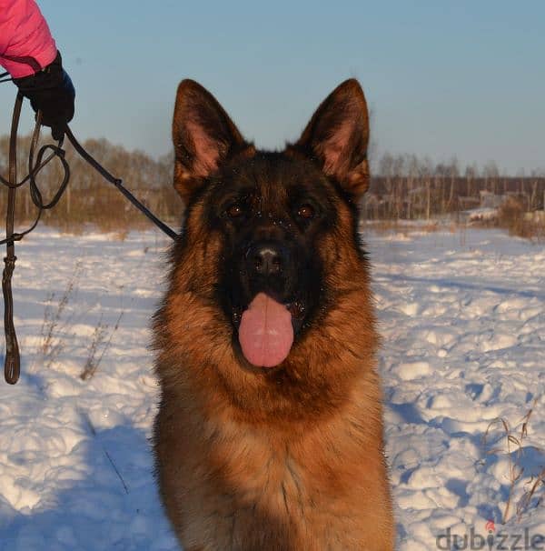 long haired German shepherd boys from Russia 5