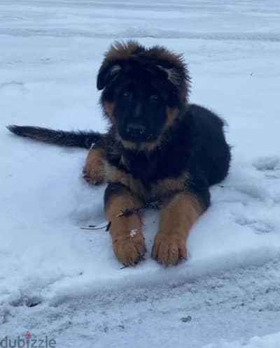 German shepherd puppy boy from Russia