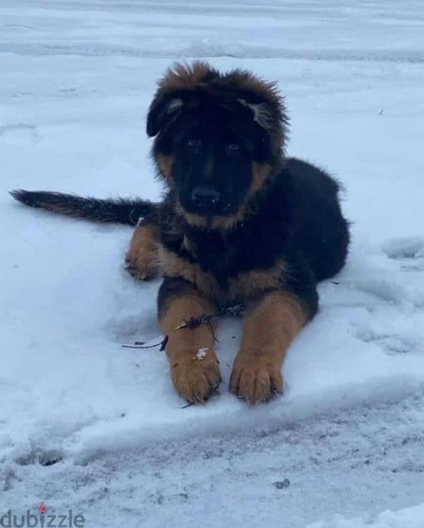 German shepherd puppy boy from Russia 0