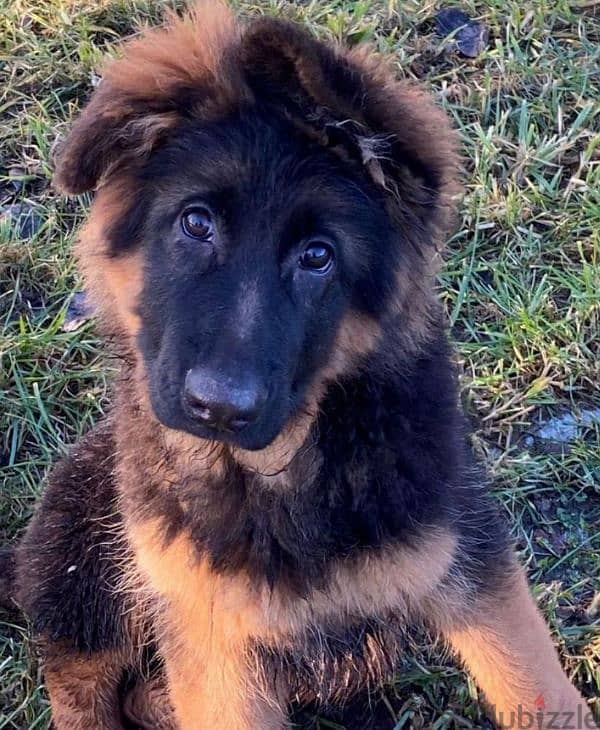 German shepherd puppy boy from Russia 1