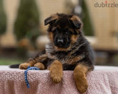 German shepherd puppy boy from Russia