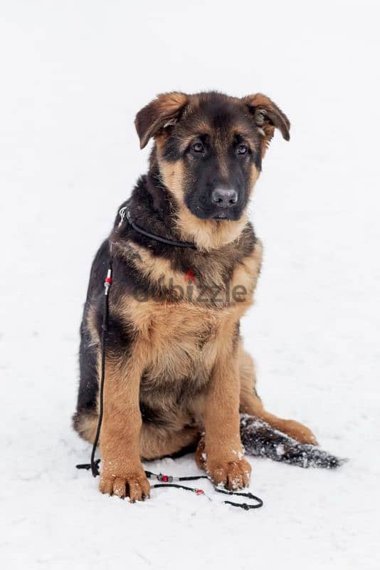 German shepherd puppy boy from Russia 1