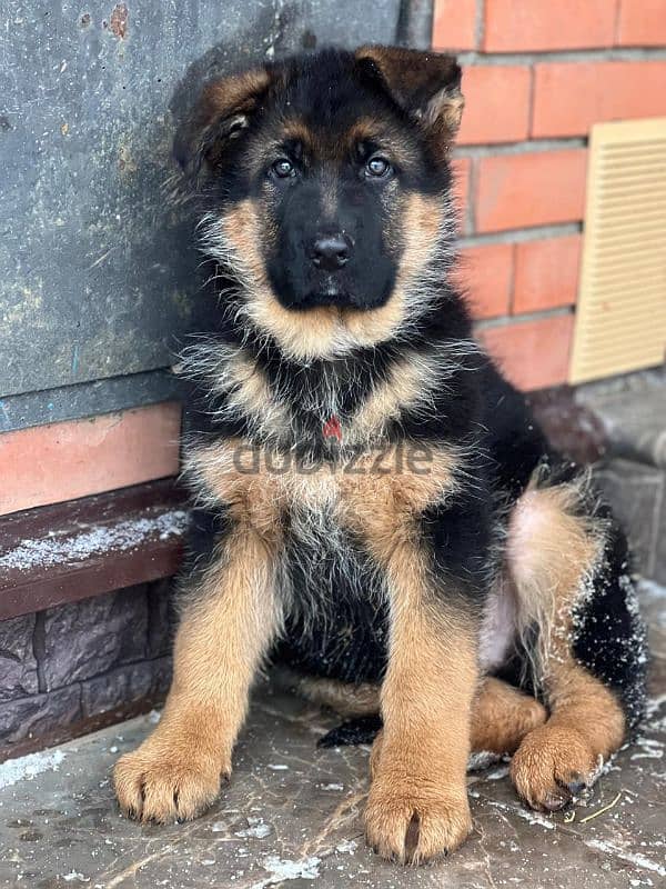 German shepherd puppy boy from Russia 2