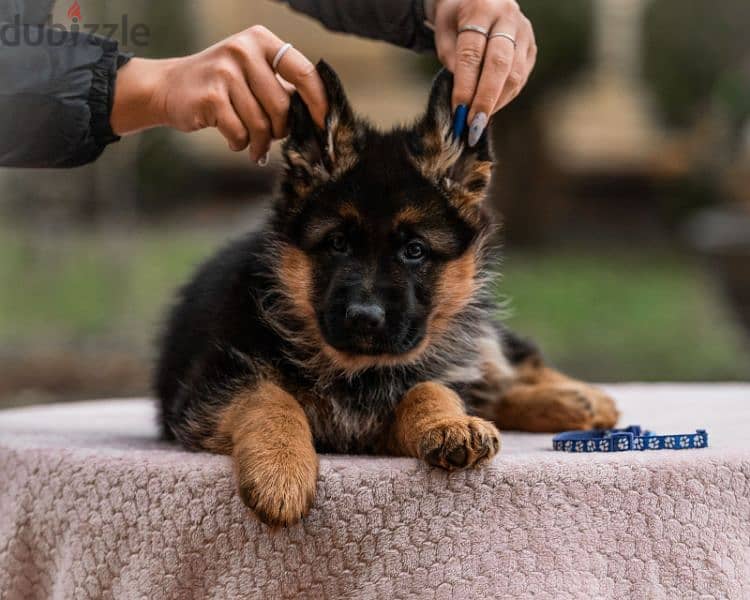 German shepherd puppy boy from Russia 3