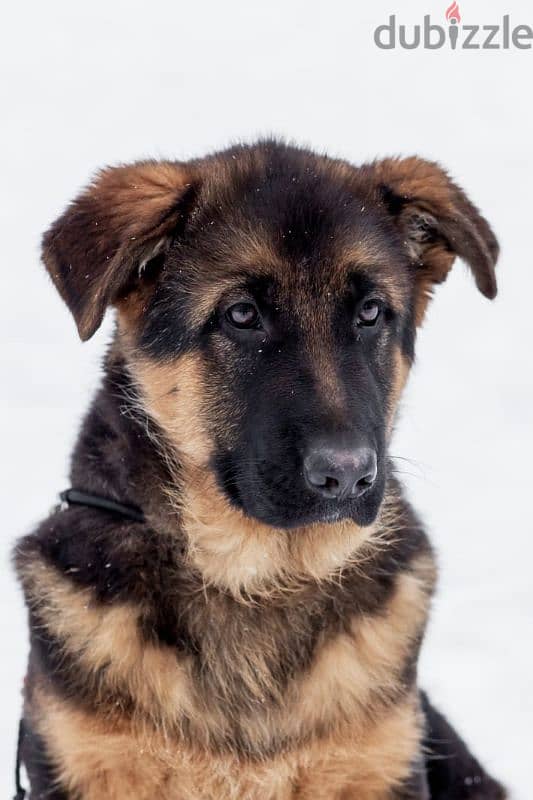 German shepherd puppy boy from Russia 4