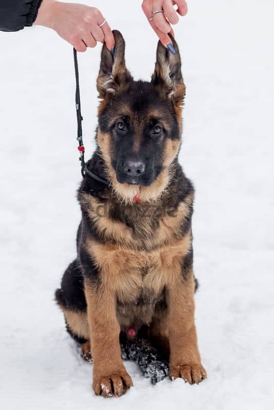 German shepherd puppy boy from Russia 5