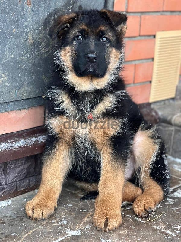 German shepherd puppy boy from Russia 6