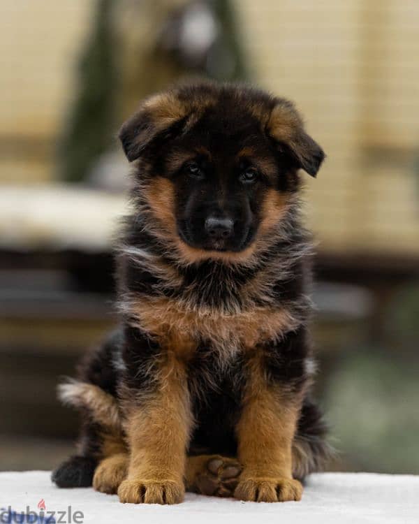 German shepherd puppy boy from Russia 7