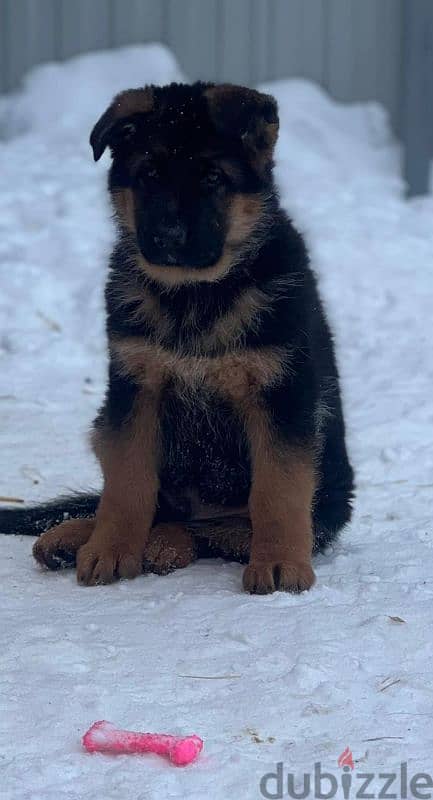 German shepherd puppy boy from Russia 8