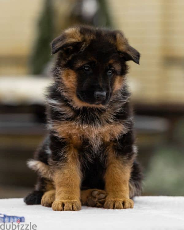 German shepherd puppy boy from Russia 9