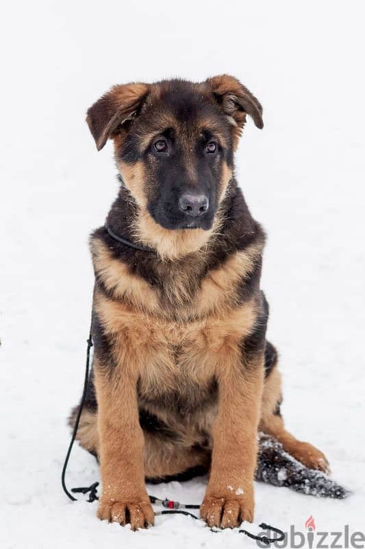 German shepherd puppy boy from Russia 10