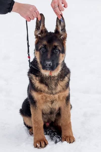 German shepherd puppy boy from Russia