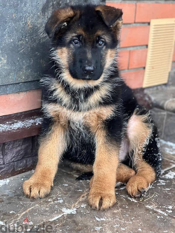 German shepherd puppy boy from Russia 12