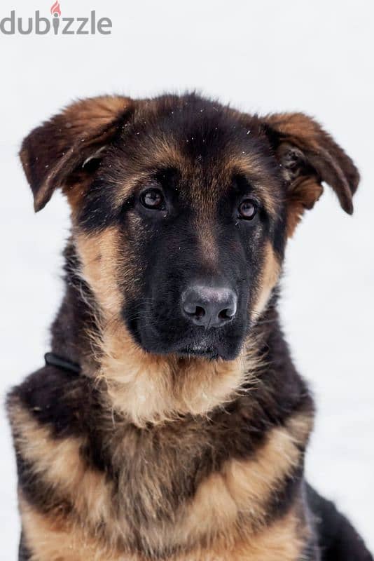 German shepherd puppy boy from Russia 13