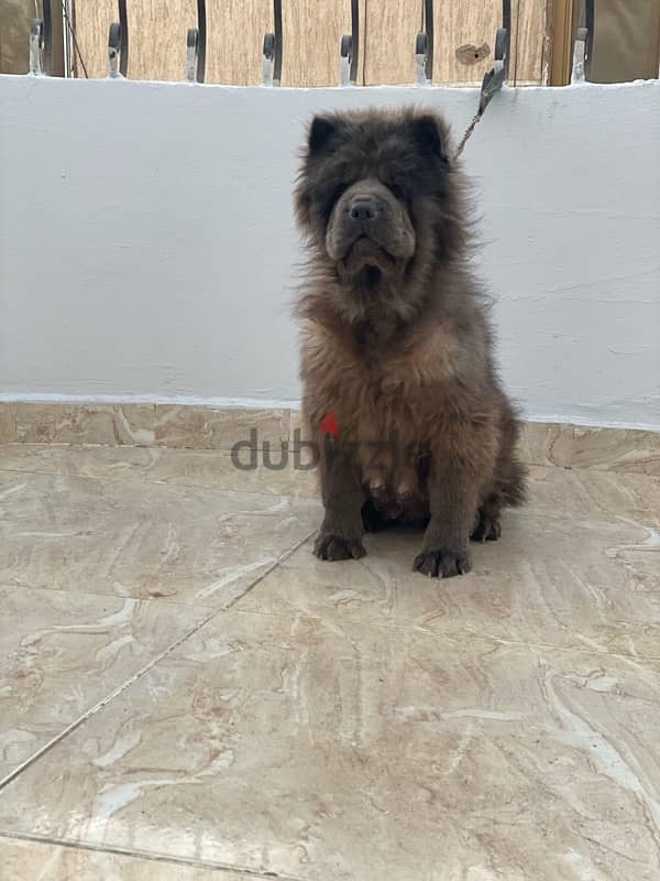 akita cani corso chow chow caucasin كوكيجن اكيتا تشاو تشاو كاني كرسو 2