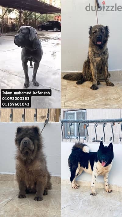 akita cani corso chow chow caucasin كوكيجن اكيتا تشاو تشاو كاني كرسو