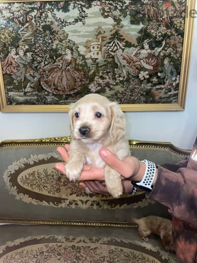 Cocker spaniel puppies for sale