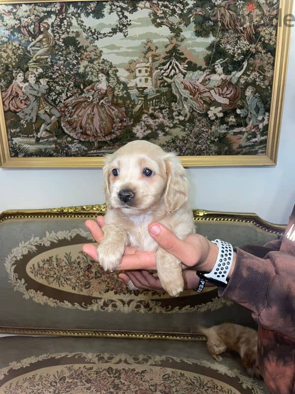 Cocker spaniel puppies for sale 0