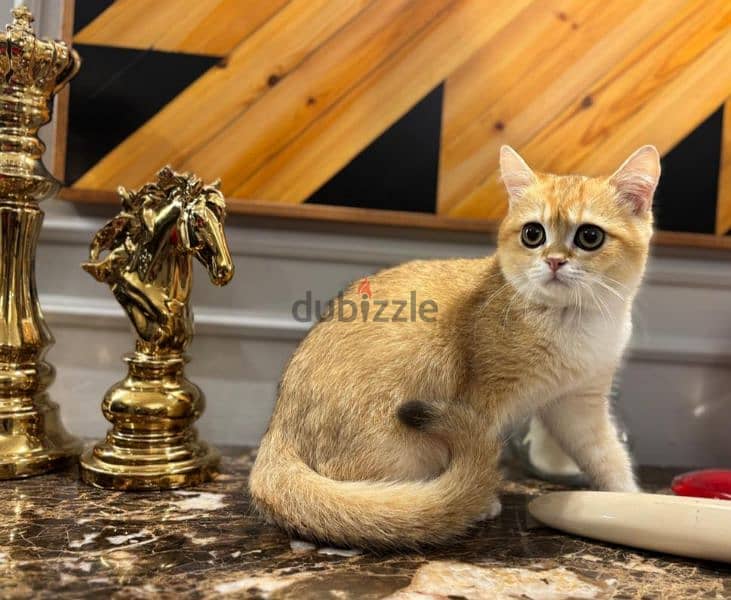 British Shorthair Gold ny12 2