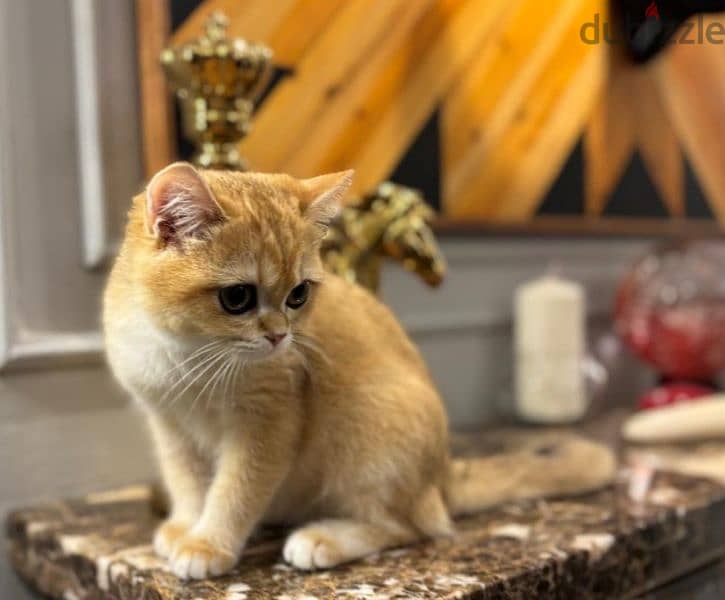 British Shorthair Gold ny12 4