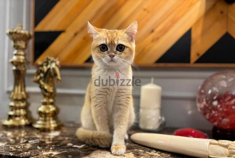 British Shorthair Gold ny12 6